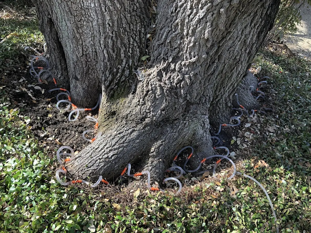 Detailed Tree Cabling and Bracing job site in Montour