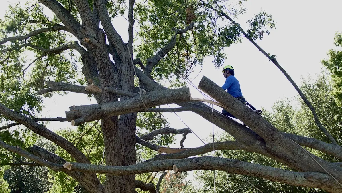 Professional Crown Thinning performed by certified arborists in Montour