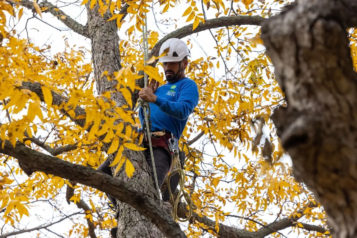 Skilled Tree Planting crew working in Montour